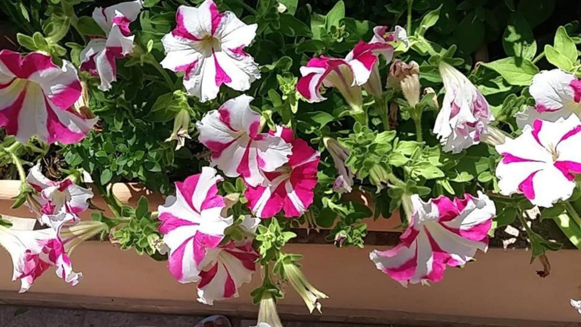 Belle Verte Villa Maleme מראה חיצוני תמונה