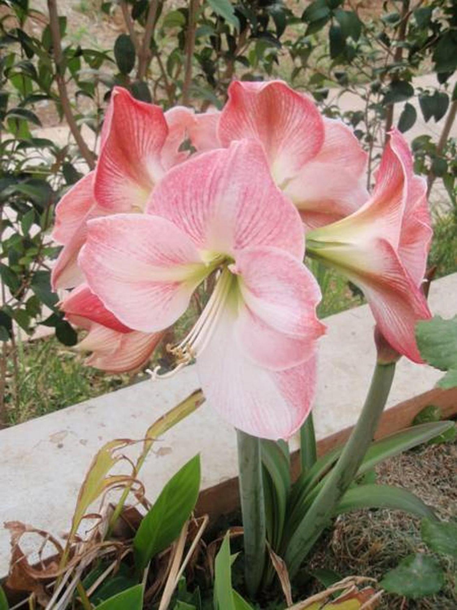 Belle Verte Villa Maleme מראה חיצוני תמונה